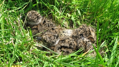 Lapwing Chicks (1)