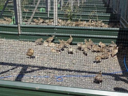 Poults In Release Pen