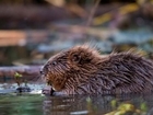 Could Beavers be trouble for Salmon and Trout on our rivers? A letter to Shooting Times