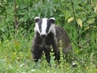 Badgers and conservation at the Game & Wildlife Scottish Demonstration Farm