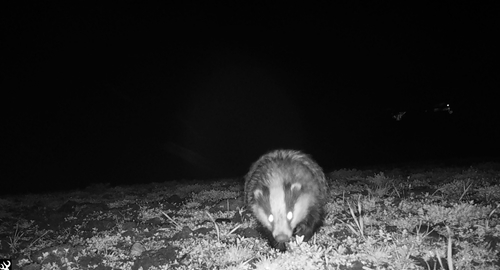 2021 C12 N60 Badger At OC Nest