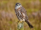 GWCT receives grant of £247,900 from the Government’s Green Recovery Challenge Fund