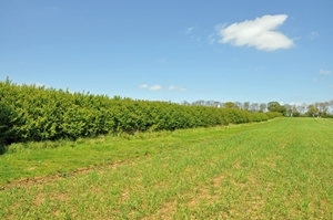 Hedge and brood-rearing strip at the Allerton Project