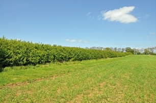 Hedge and brood-rearing strip at the Allerton Project