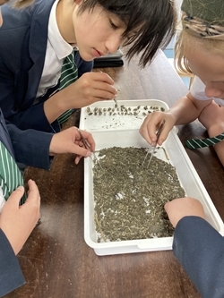 Pupils looking at owl pellets (c) Stroud School