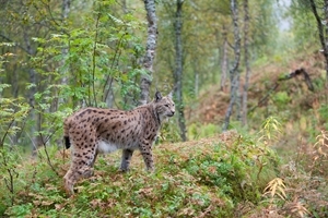 Lynx In Scotland (Credit: Scotland The Big Picture)