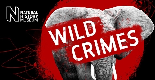 MAR21003_Wild Crimes _Full Width _1160x 600.thumb .1160.1160.jpg