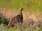 Moor to celebrate in our National Parks thanks to good management: Our letter to The Guardian