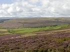 It’s time to be proud of the contribution grouse moors make to our national parks: Our letter to The Times