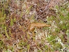 Disease monitoring in Red Grouse