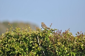 Corn bunting on survey (credit Ben Prego)