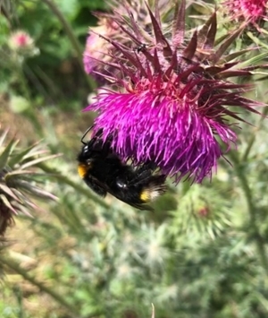 Southern cuckoo bee