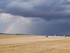 What will the late harvest mean for partridges?