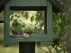 We must make sure the tables don't turn for our garden birds: Our letter to The Guardian