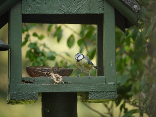 Blue tit on bird table