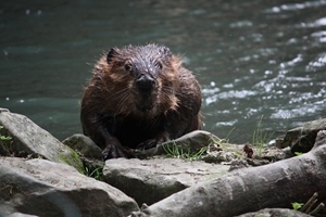 Beaver (Bryn Davies)