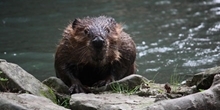 What effect do beaver dams have on brown trout?