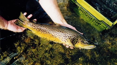Troutbrian Troutbrian