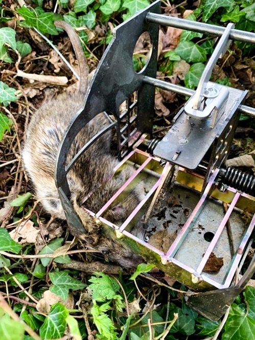 Rat In A Trap (1 Of 1) (1) Rat In A Trap (1 Of 1) (1)
