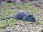Rats, Rodenticides and Resistance, where now?