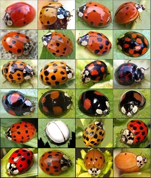 Harlequin Ladybird Variations