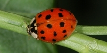 Do non-native harlequin ladybirds interfere with how native species feed? 