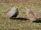 Bringing back Grey partridges