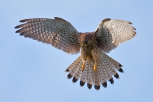 Common kestrel