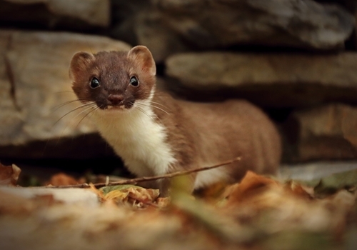 Stoat - Charlie Marshall (1) Stoat - Charlie Marshall (1)
