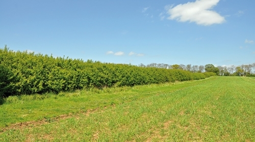 Hedgerow C . GWCT (1) Hedgerow C . GWCT (1)