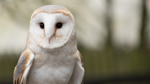 Barn Owl - Sean Mc Gee (1)