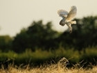 Winning photograph captures barn owl closing in on its prey