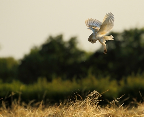 Hunting The Hay By Steve Clayton Winner 2021