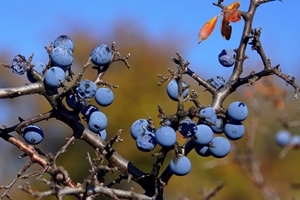 Blackthorn berries