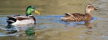 Wildfowl and lead ammunition