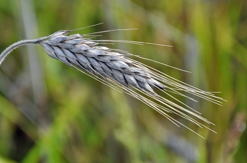 Triticale -ear Triticale -ear