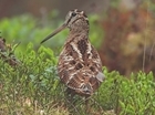 Woodcock Conservation on the Shoot