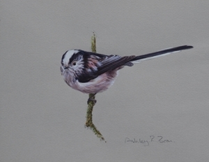 Long-tailed tit study by Ashley Boon