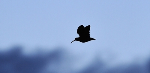 Woodcock -flying -wwwlauriecampbellcom Woodcock -flying -wwwlauriecampbellcom