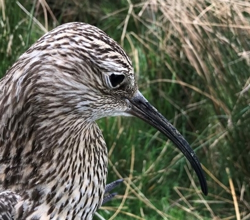 Curlew