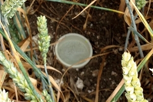Pitfall Trap