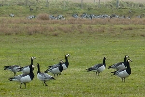 Barnacle goose