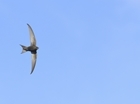 New UK Red List for birds: More than one in four species in serious trouble