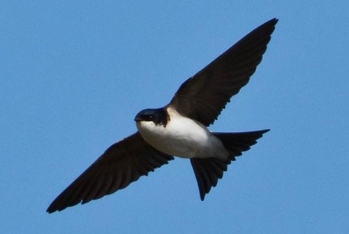 House -martin -omar -runolfsson