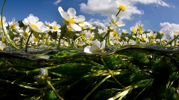 Ranunculus