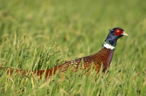 Pheasant 2-wwwlauriecampbellcom