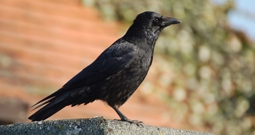 C -crow