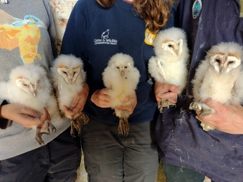 Owl Box Broods