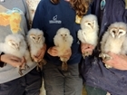 Double brooding with The Owl Box Initiative
