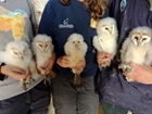 National Nest Box Week: Tawny Owl